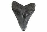 Fossil Megalodon Tooth - South Carolina #306252-1